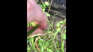 Removing invasive plant crows foot [upl. by Latsyrhc]