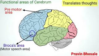 Cerebrum  Largest part of the Brain  Prosencephalon  Forebrain  Pravin Bhosale [upl. by Christabella472]