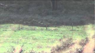 904 yard fallow deer long range shooting 7mm rem mag [upl. by Annoif]