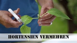 Hortensien vermehren  selbstde [upl. by Wallace386]