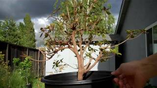 How to create an Azalea Bonsai Part 2 root pruning and pottingmp4 [upl. by Holle]