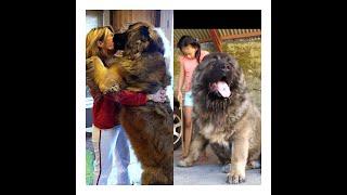 Caucasian Shepherd vs Leonberger Which Breed Suits Your Lifestylequot [upl. by Aneerak]