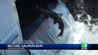 Mokelumne River Hatchery sees record turnout of salmon this year [upl. by Onateyac]