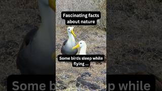 Amazing These Birds Sleep While Flying X Nature fact nature bird [upl. by Ahsilrac]