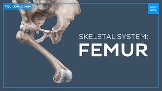 Body of the femur  Quick Anatomy  Kenhub [upl. by Stanway733]