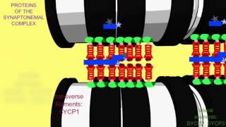 SYNAPTONEMAL COMPLEX PROTEINS [upl. by Agnese931]