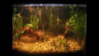 Day 1 to 30 Aquarium Plant Growth pictures [upl. by Inalial217]