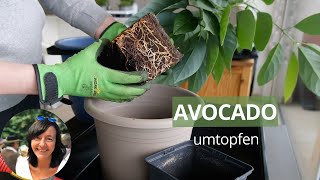 Avocado Pflanze umtopfen  Avocadobaum umtopfen  Avocado ziehen 11 Monate später [upl. by Berkley]