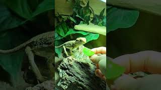 feeding Jane with tropaeolum majus ∆ shorts beardeddragon beardies reptile feedingtime leaf [upl. by Malonis558]