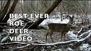 Best Ever Roe Deer Video [upl. by Eendyc]