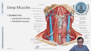 Muscles of the Neck [upl. by Aihseyt625]