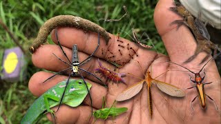 I think this is a giant mosquito‼️catch mantislonghorncaterpillarchameleoncrab katydidspider [upl. by Ybroc503]