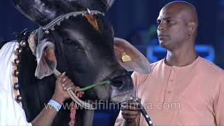 Garlanding a cow at Mahashivratri 2019 Bovine worship in India [upl. by Eelyac976]