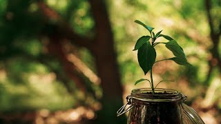 THE SEED  Inspirational Short Film [upl. by Tham]