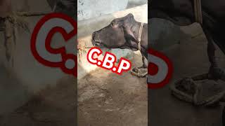 contagious bovine pleuropneumonia इस गाय को क्या हो गयाtrending animals dairyfarm doglover 🌺🏵️💉 [upl. by Eilzel]