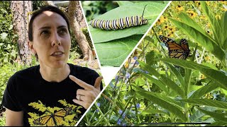 Milkweed Crash Course  Milkweed Plant Basics [upl. by Noxid]