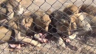 2013  🇿🇼 The Sizzling 6er Lion feeding Antelope Park Zimbabwe [upl. by Anaillil]