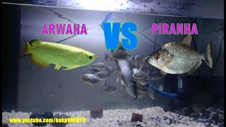 50 Ekor Piranha vs Arwana [upl. by Ahsiat]