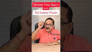 Tall Indoor Plants to Elevate Your Space indoorplants shorts [upl. by Rollins]