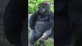 Ape vs Gorilla Who Winsanimals gorilla wildlife [upl. by Tudor]