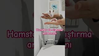 Hamster ele nasıl alıştırılır Ele alıştırma antrenmanı 🐹 [upl. by Anoj111]