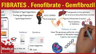 Pharmacology CVS 31 Antihyperlipidemic Drugs  3 Fibrates  Fenofibrate  Gemfibrozil [upl. by Linda16]