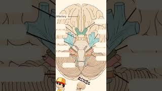 Learn Cranial Nerves with fun aiapgetmcq mbbs bhms cranialnerves brain anatomy physiology [upl. by Lombardo273]