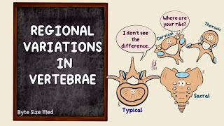 Regional Variations in Vertebrae  The vertebral column  Osteology  Anatomy Doodles [upl. by Rambert776]