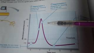 Depolarization and Repolarization [upl. by Alameda]