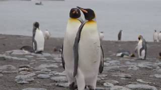 King Penguins Mating [upl. by Elawalo]