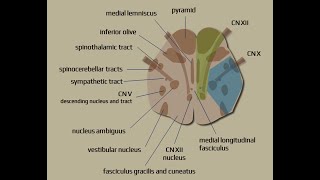 Syndromes Audio [upl. by Eyahc779]