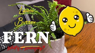 LEMON BUTTON FERN Plant HOW TO Care For HOUSEPLANT Info TIPS Guide from Etsy [upl. by Laetitia916]