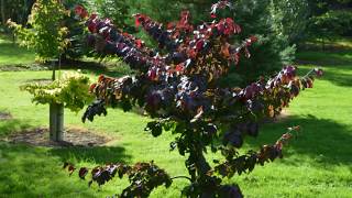 Parrotia persica Felicie Persian Ironwood [upl. by Nosydam]