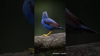 Blue bird in forestnaturelovers SUBSCRIBE and SHARE [upl. by Diaz]