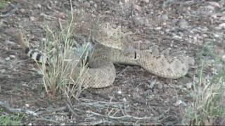 Watch your STEP Mojave or Western Rattlesnake [upl. by Nylidam]