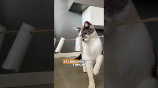 Gioco per Gatti FAI DA TE🔥 cat gatti gatto catlover pets animali animals funny cute [upl. by Nibaj]