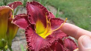 All about Daylilies  Breeding  Haploid  Diploid  Tetraploid [upl. by Danyelle]