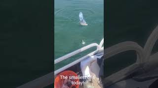 Fishy Fishy in the Lake laketrout flaminggorge fish garmin wyoming [upl. by Setarcos434]