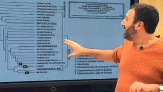 Professor de biologia explica como analisar uma árvore filogenética [upl. by Rubbico]