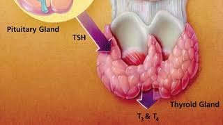 Thyrotrophic Hormone or Thyroid Stimulating Hormone TSH [upl. by Nitsid695]