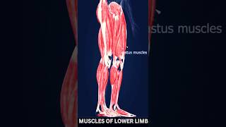 lower limbs muscles anatomytrending viralshorts lowerlimbanatomy muscle 3d 3danimation [upl. by Assennev]