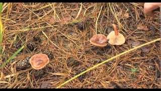 LActu  Savoir cueillir les champignons [upl. by Errot226]