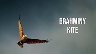 Brahminy Kite [upl. by Nevil]