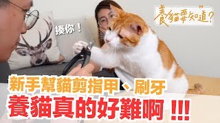 新手幫貓剪指甲超慌亂養貓沒這麼容易啊～【養貓要知道EP4】貓咪的日常保養 [upl. by Vaughan]