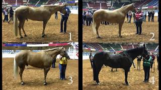 Halter Geldings [upl. by Llorre]