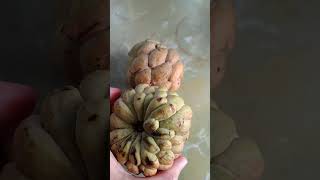 ATIS IN TAIWAN  TAIWAN FRUIT shorts fruit taiwanlife taiwan [upl. by Ahsieni]