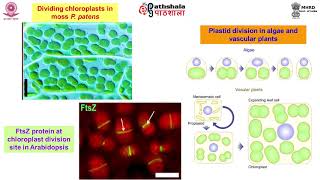 M13 Chloroplast and mitochondria – biogenesis of Chloroplast and mitochondria [upl. by Airotel591]