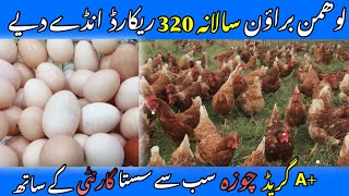 Lohmann Brown Poultry Business In Pakistan [upl. by Lombardy]