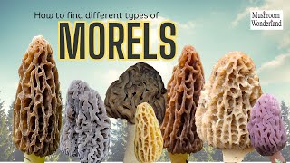 How to find many types of Morel Mushrooms [upl. by Cressida]