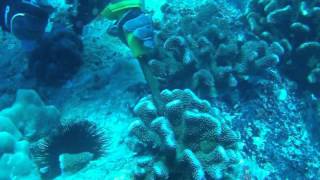 Fragment collection  Harvesting coral fragments with chisel and hammer of Pocillopora Eudoxy [upl. by Nhguavaj]